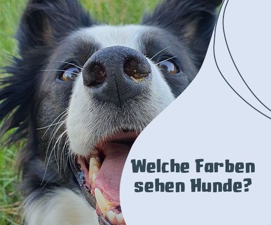 Welche Farben sehen Hunde?